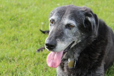 Senior Dog